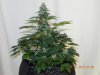 Seedsman White Widow(Uncut) #14.jpg