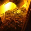 grow room.jpg