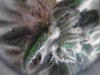 Super closeup!! Peyote Purple trichs 03-27.jpg