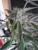 Look at those trichs! 03-27.jpg