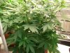 Herb Man Hustling  Week 3 Flowering 037.jpg