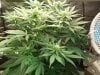 Herb Man Hustling  Week 3 Flowering 043.jpg