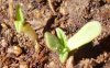 seedling 024.jpg