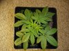 29 days Flowering 013.jpg