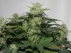 Bagseed Cola #4.jpg