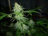 Blue Widow week7.jpg