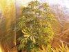 Herb Man Hustling  Week 4 Flowering 017.jpg