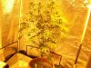 Herb Man Hustling  Week 4 Flowering 015.jpg