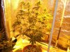 Herb Man Hustling  Week 4 Flowering 024.jpg