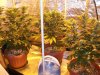 Herb Man Hustling  Week 4 Flowering 001.jpg