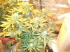 Herb Man Hustling  Week 4 Flowering 006.jpg