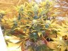 Herb Man Hustling  Week 4 Flowering 027.jpg