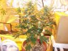 Herb Man Hustling  Week 4 Flowering 029.jpg