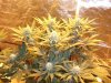 Herb Man Hustling  Week 4 Flowering 032.jpg