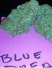 Blue Dream Flash.jpg