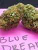 Blue Dream No Flash.jpg