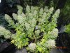 Oldest Seedsman White Widow Purple Canopy.jpg