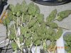 Seedsman White Widow Hanging Bud!.jpg