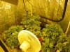 week 8 flower 002.jpg