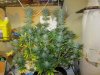 week 8 flower 005.jpg