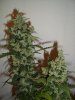 Lemon skunk F 006.jpg