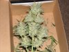 first_grow_149.jpg