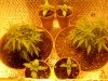 Group. Trainwreck Cuttings 21 Days + Nirvana Northern Lights 14 Days.jpg