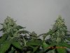 Seedsman White Widow - Cola Love.jpg