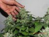 Seedsman White Widow - Cola Size #1.jpg