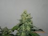 Seedsman White Widow - Purdy Buds!.jpg