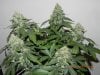 Seedsman White Widow - Side View Close Up.jpg