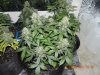 Seedsman White Widow Under HPS but Off.jpg