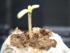 seedlings_day4_2.jpg