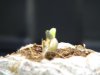 seedlings_day4_1.jpg