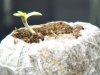 seedlings_day4_3.jpg