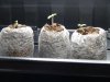 seedlings_day4_4.jpg