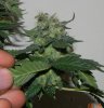 A Lower Bud #1.jpg