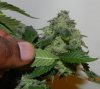 Secondary Bud #1.jpg