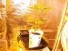 Herb Man Hustling  Week 5 Flowering 002.jpg