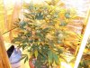 Herb Man Hustling  Week 5 Flowering 012.jpg