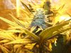 Herb Man Hustling  Week 5 Flowering 010.jpg