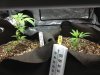 Grow 1 Day 5.jpg