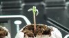 seedlings_day5_noon_10.jpg