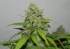 Bagseed Sexiness #1.jpg