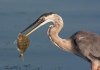 Great-Blue-Heron-with-Pinfish.jpg