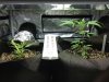 Grow 1 Day 8.jpg