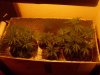 Grow Box TW 28 Days + NNL 21 Days.jpg