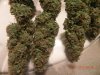 Nirvana " autoflower" Bubblicious Top 1:2 Harvest - Similar Sized Colas.jpg