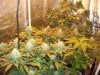 Herb Man Hustling  Week 6 Flowering 012.jpg