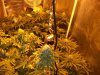 Herb Man Hustling  Week 6 Flowering 014.jpg